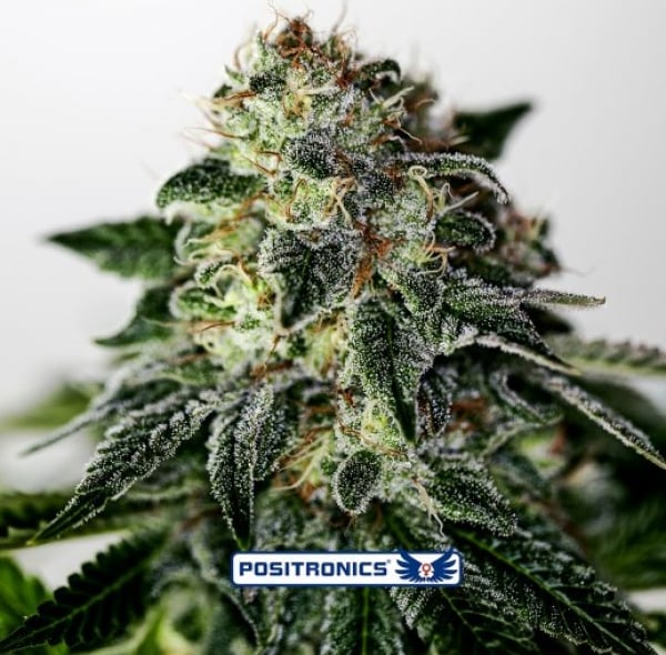 Mystic Cookie Express Auto Feminised Cannabis Seeds | Positronics