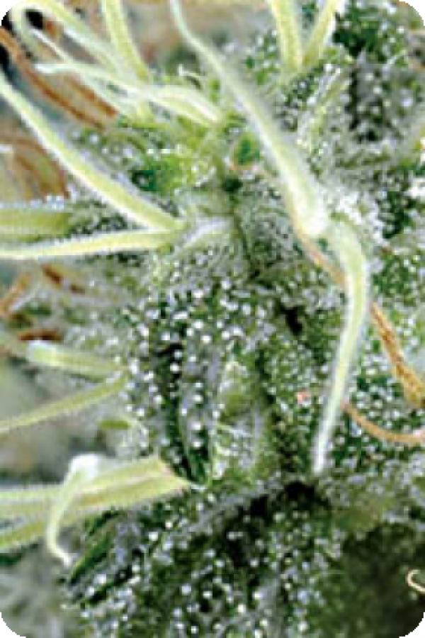 NL5 x Haze Regular Cannabis Seeds | Mr Nice Seeds