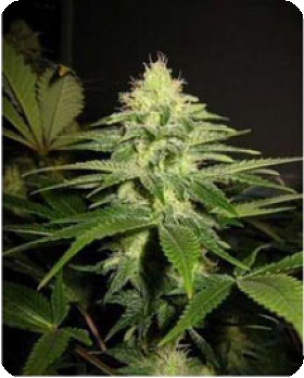 NL5 x Skunk Regular Cannabis Seeds | Mr Nice Seeds