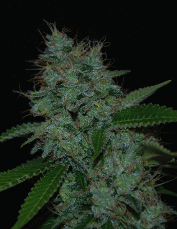 Narcotherapy Auto Feminised Cannabis Seeds | Cream Of The Crop