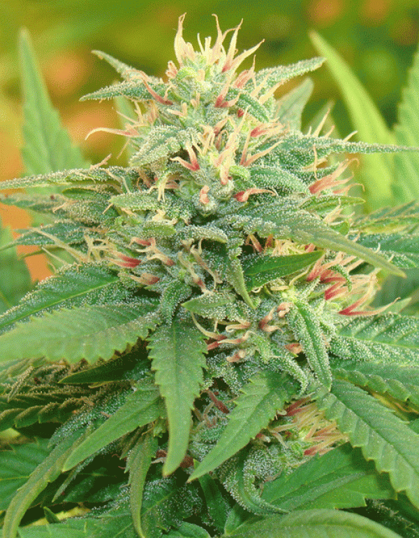 Narcotic Kush Auto Feminised Cannabis Seeds | Cream Of The Crop