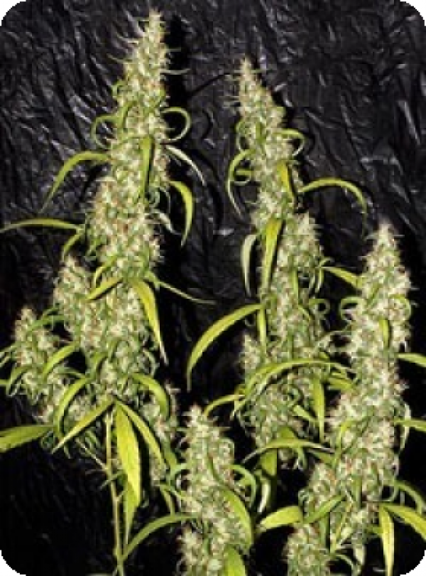 Neville's Haze Regular Cannabis Seeds | Mr Nice Seed