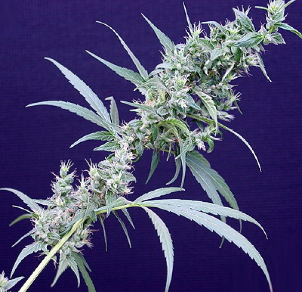 Neville's Haze x Mango Regular Cannabis Seeds | Mr Nice Seed