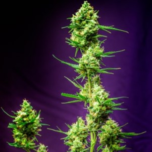 Nurse Jackie Regular Cannabis Seeds | TGA Seeds