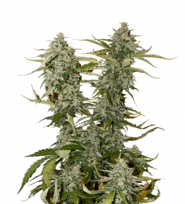Candy Dawg Auto Feminised Cannabis Seeds | Seed Stockers