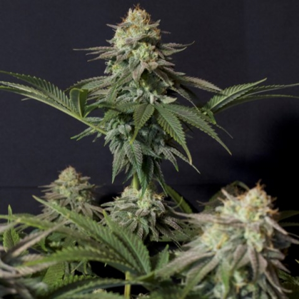 Orange Sherbet FF Feminised Cannabis Seeds | Fast Buds