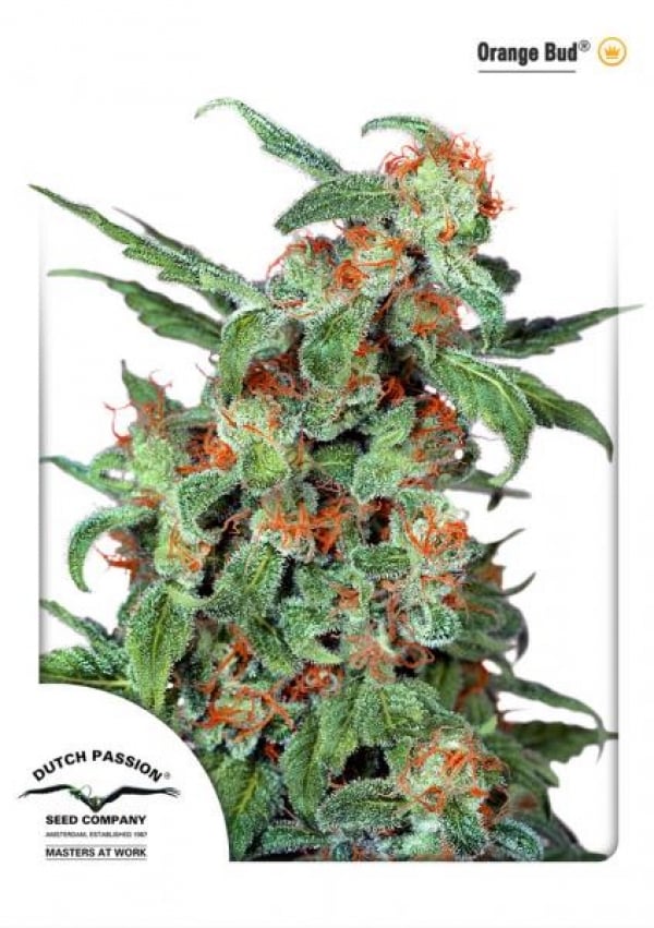 Orange Bud Regular Cannabis Seeds | Dutch Passion 