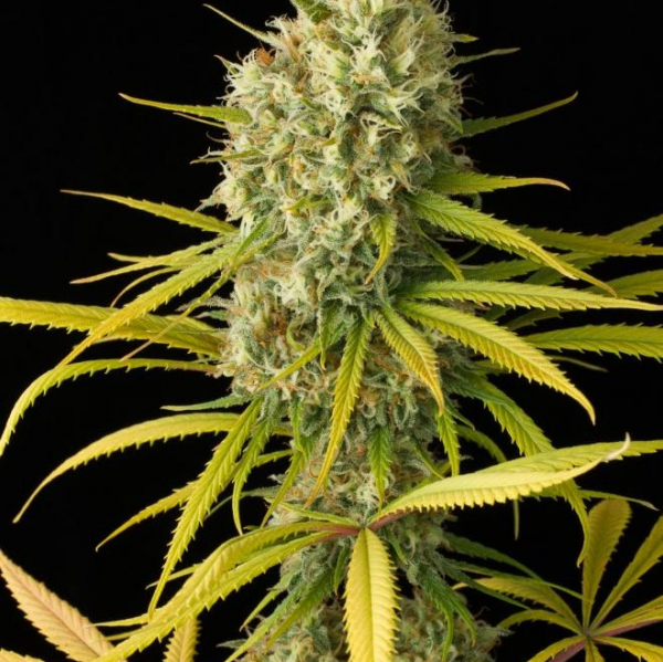 Original Amnesia Feminised Cannabis Seeds | Dinafem Seeds