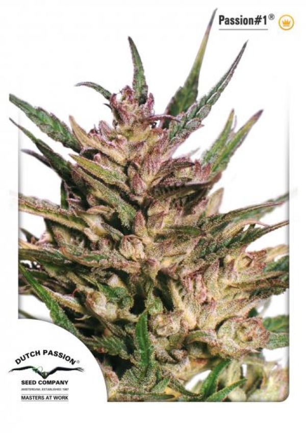 Passion #1 Feminised Cannabis Seeds | Dutch Passion 
