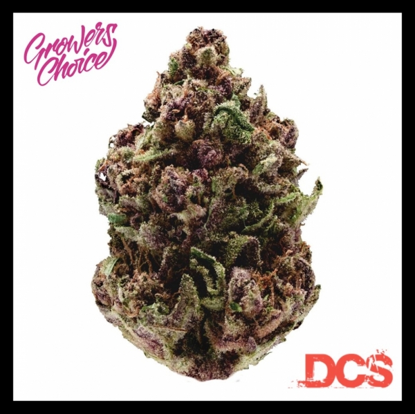 Pink Magic Fast Version Feminised Cannabis Seeds - Growers Choice