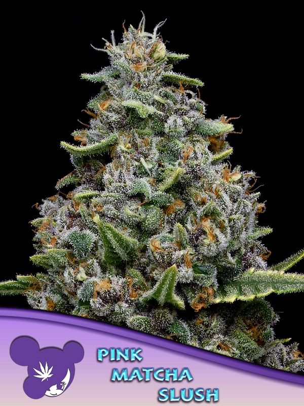 Matcha Slush Purple Feminised Cannabis Seeds - Anesia Seeds