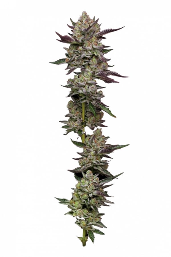 Poddy Mouth Feminised Cannabis Seeds - Humboldt Seed Company