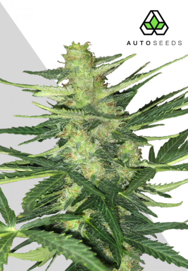 Polar Express Autoflowering Feminised Cannabis Seeds | Auto Seeds