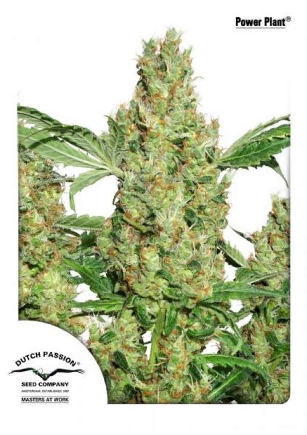 Power Plant Feminised Cannabis Seeds | Dutch Passion 