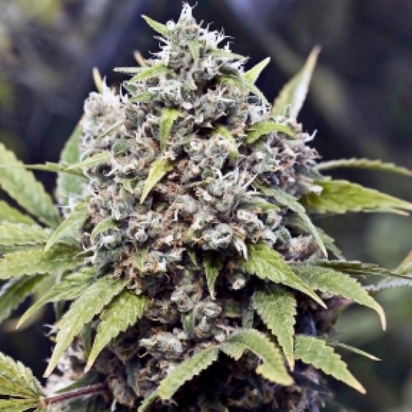 Pure AK Feminised Cannabis Seeds | Female Seeds 