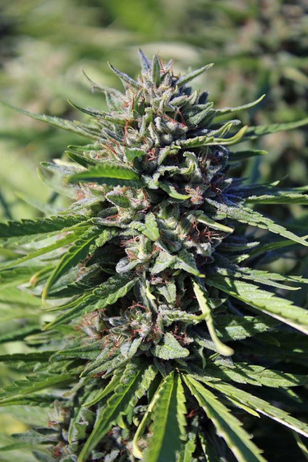 Purgatory Regular Cannabis Seeds | TGA Seeds 