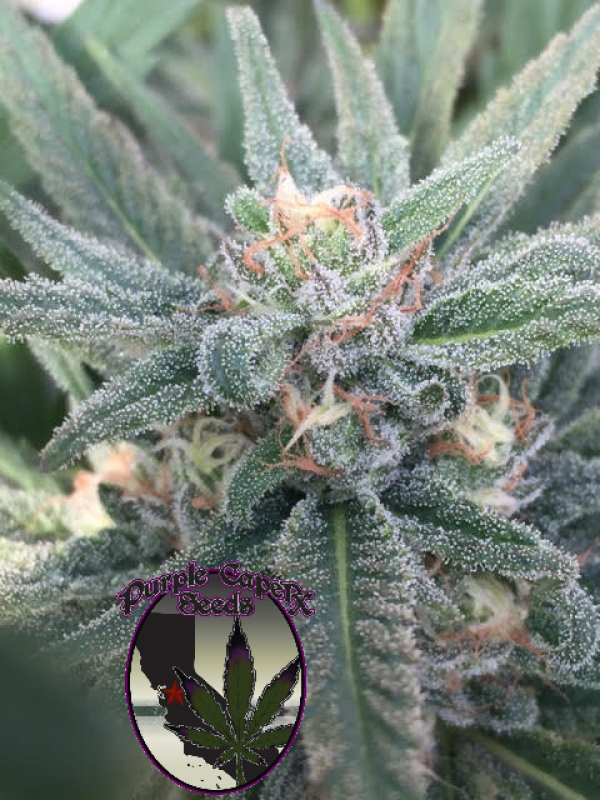 Purple Caper OG Regular Cannabis Seeds | Purple Caper Seeds