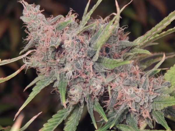 Purple Caper Regular Cannabis Seeds | Purple Caper