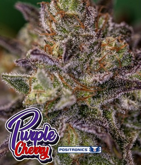Purple Cherry Feminised Cannabis Seeds | Positronics