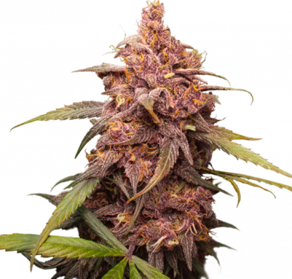 Purple Punch Feminised Cannabis Seeds | Seed Stockers