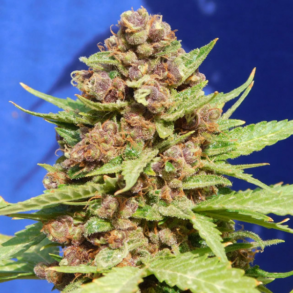 Purple Punch Cookies Feminised Cannabis Seeds | Original Sensible Seeds