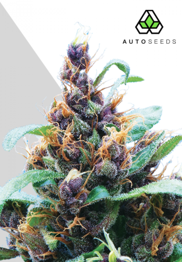 Purple Stilton Autoflowering Feminised Cannabis Seeds | Auto Seeds