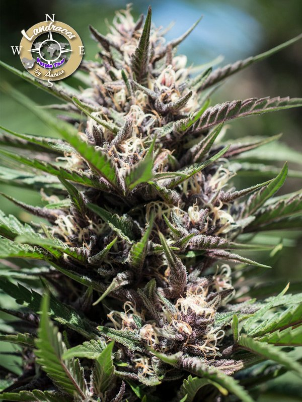 Purple Thai Feminised Cannabis Seeds - Anesia Seeds
