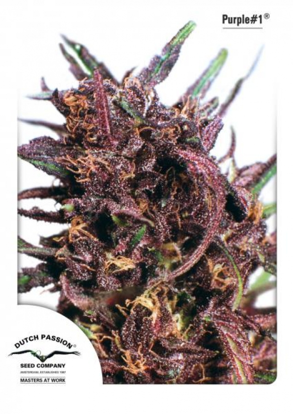 Purple #1 Regular Cannabis Seeds | Dutch Passion 