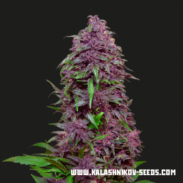 Purple Mazar Auto Feminised Cannabis Seeds | Kalashnikov Seeds