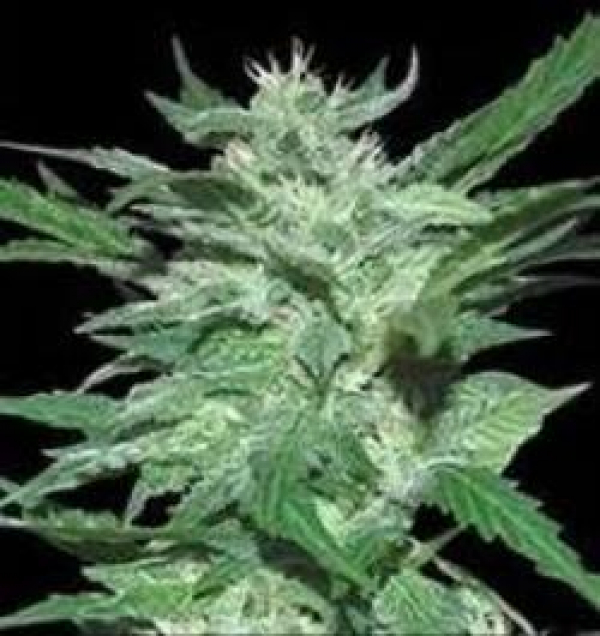 Quick Fix Feminised Cannabis Seeds | Sagarmartha Seeds