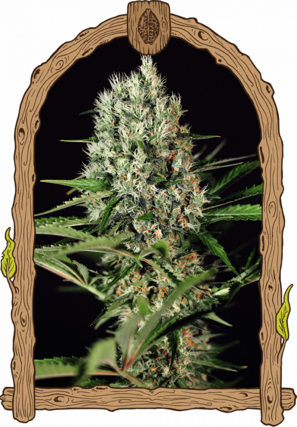 Quick Mass Feminised Cannabis Seeds | Exotic Seeds