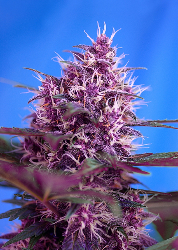 Auto Red Poison Feminised Cannabis Seeds | Sweet Seeds
