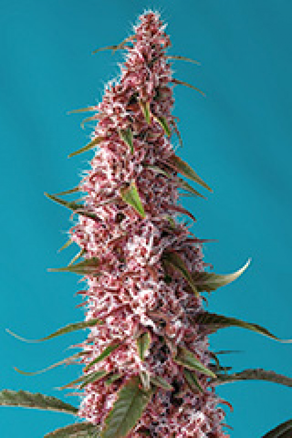 Red Pure Auto CBD Feminised Cannabis Seeds | Sweet Seeds