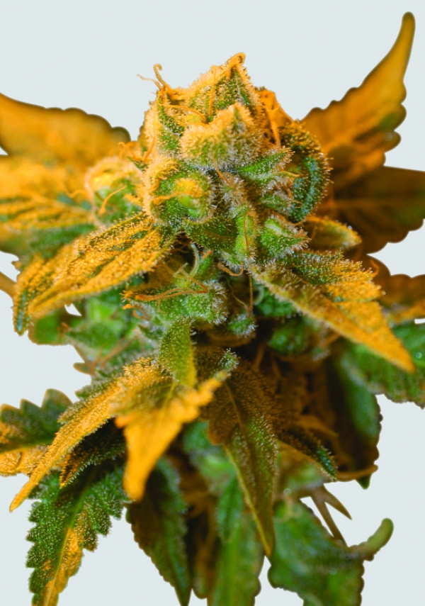 Raspberry Cough Regular Cannabis Seeds | Nirvana