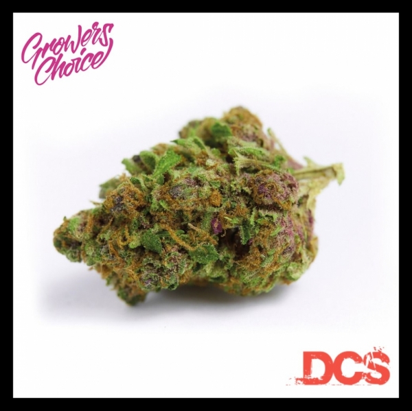 Red Banana Berry Double XL Auto Feminised Cannabis Seeds - Growers Choice