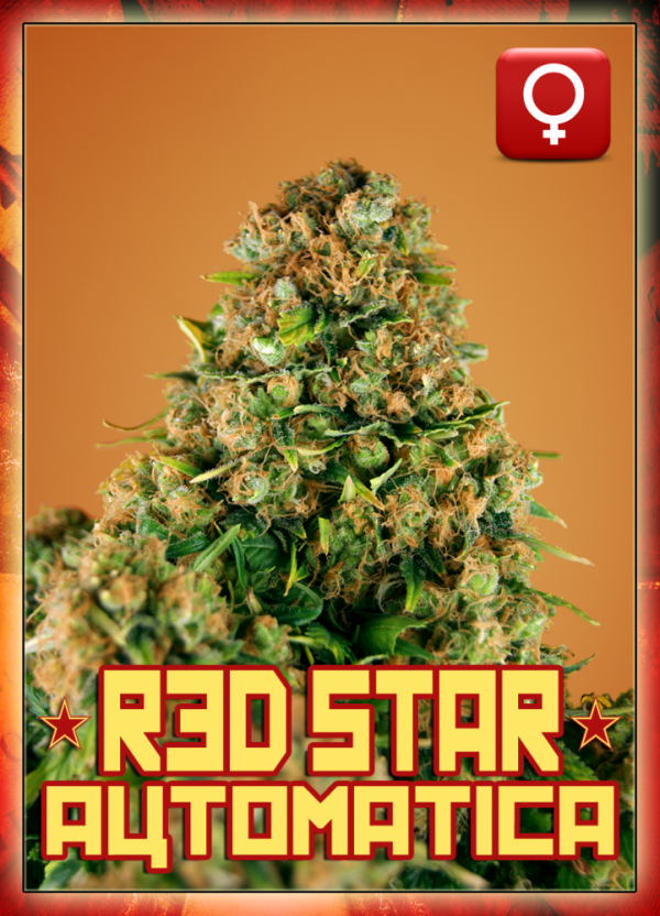 Red Star Auto Feminised Cannabis Seeds | Rockwell Seeds
