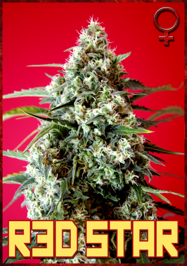 Red Star Feminised Cannabis Seeds | Rockwell Seeds