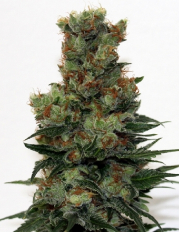 Badazz Regular Cannabis Seeds | Ripper Seeds