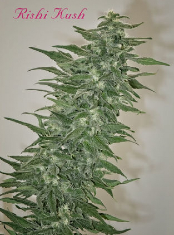 Rishi Kush Regular Cannabis Seeds