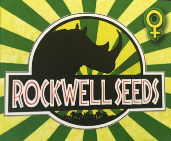 Rockwell Seeds from Discount Cannabis Seeds