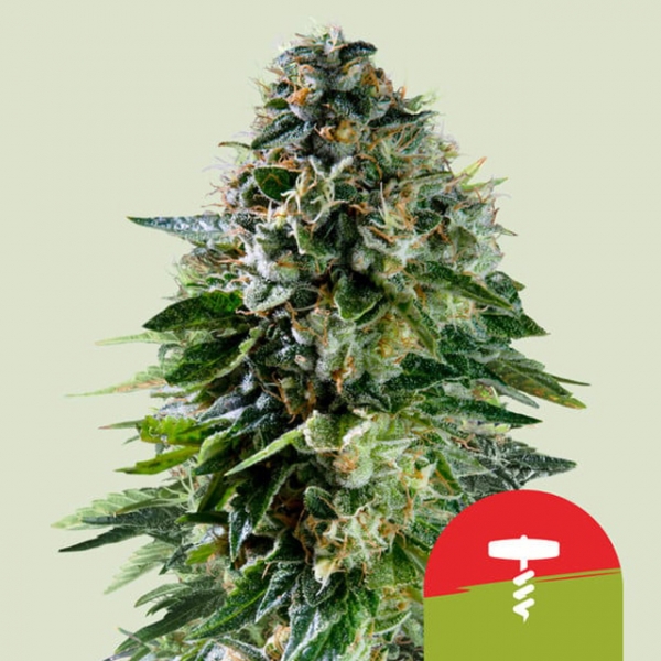 Royal Queen x TYSON Corkscrew Auto Feminised Cannabis Seeds | Royal Queen Seeds