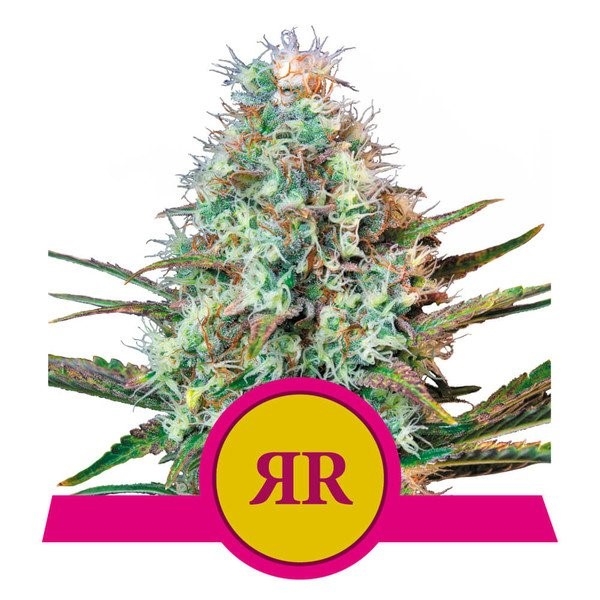 Royal Runtz Feminised Cannabis Seeds | Royal Queen Seeds