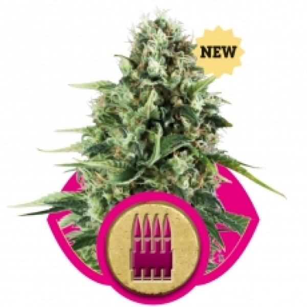 Royal AK Feminised Cannabis Seeds | Royal Queen Seeds