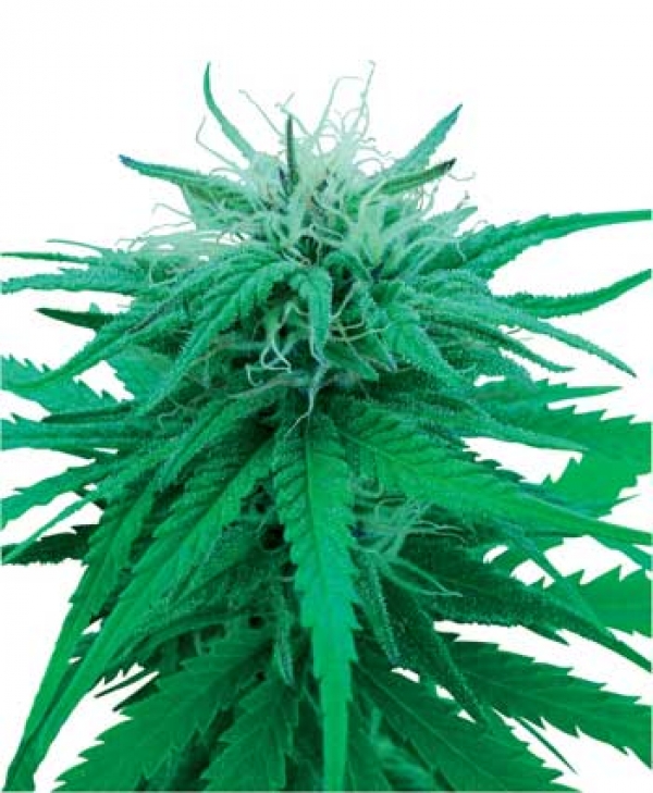 Ruderalis Indica Regular Cannabis Seeds | Sensi Seeds 