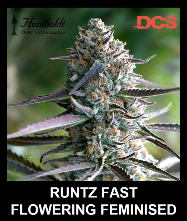 Runtz Fast Feminised Cannabis Seeds | Humboldt Seeds Organisation