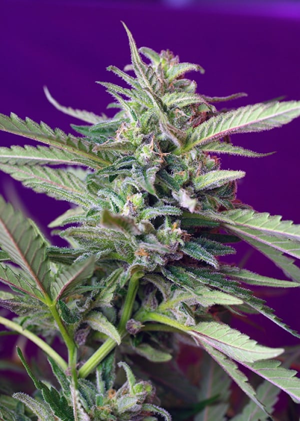 S.A.D. Automatic Feminised Cannabis Seeds | Sweet Seeds