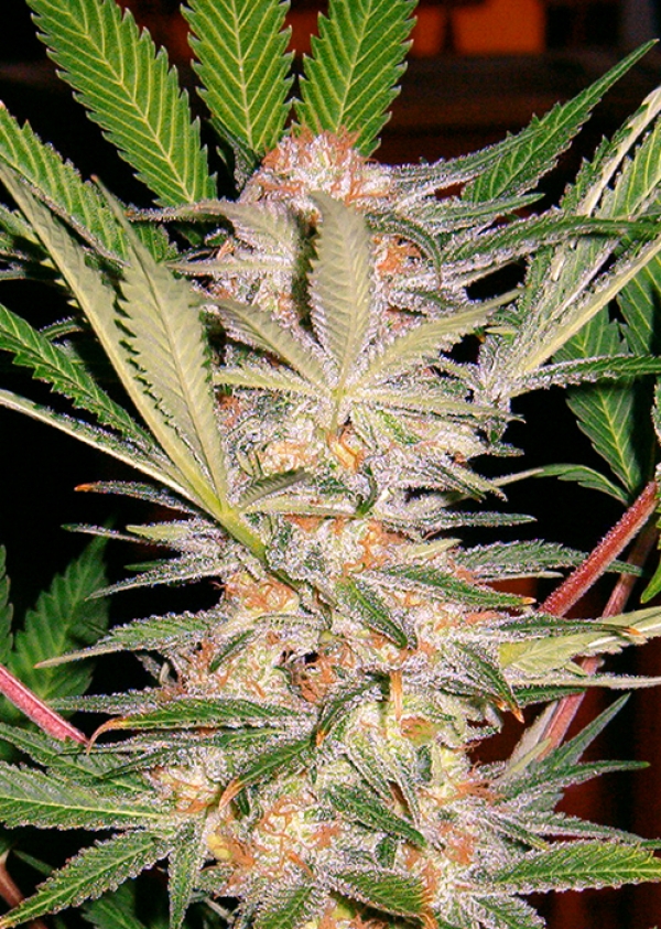 Sweet Afghan Delicious Fast V Feminised Cannabis Seeds | Sweet Seeds
