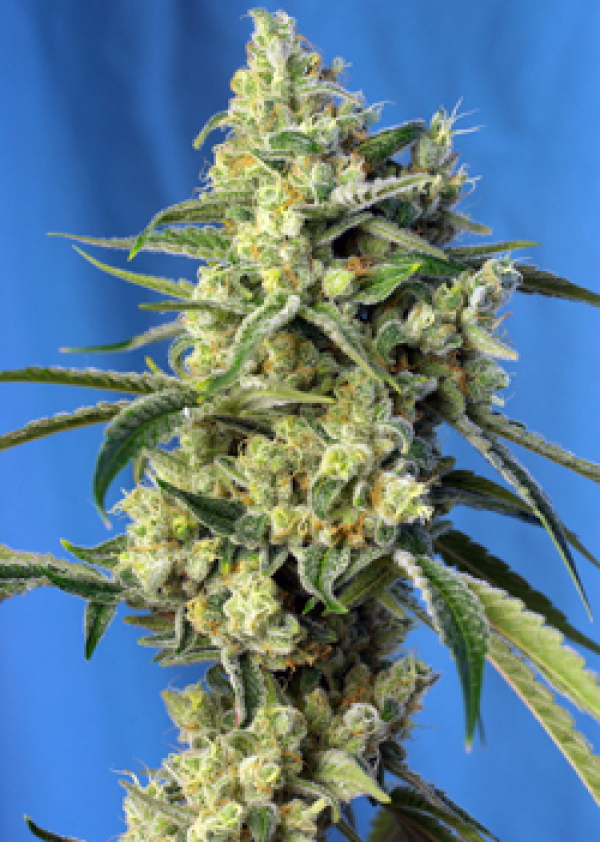 Sweet Amnesia Haze Feminised Cannabis Seeds | Sweet Seeds