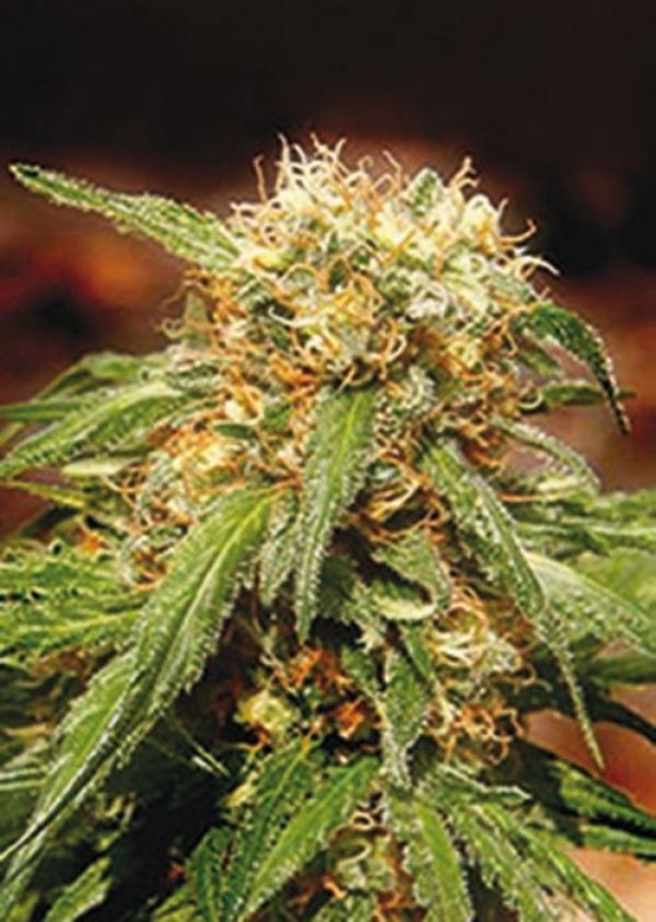 Sweet Tai Feminised Cannabis Seeds | Sweet Seeds