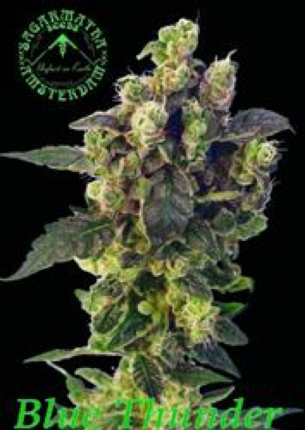 Blue Thunder Regular Cannabis Seeds | Sagarmatha Seeds